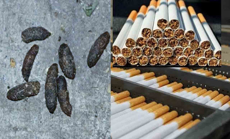সিগারেট তৈরির একটি মূল উপাদান ইঁদুরের বিষ্ঠা!